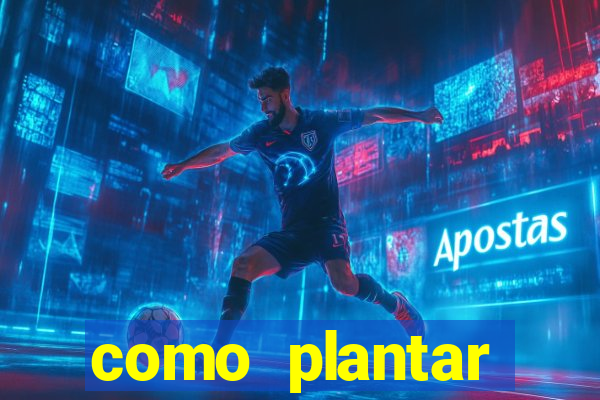 como plantar gergelim no vaso