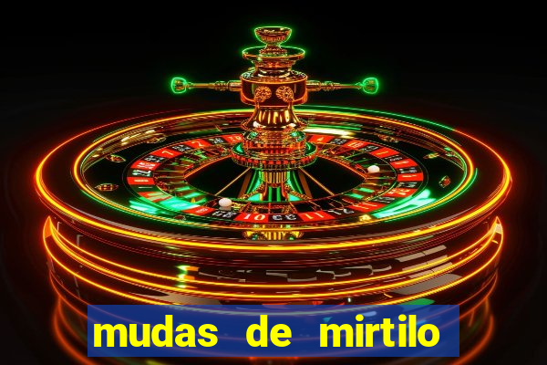 mudas de mirtilo em porto alegre